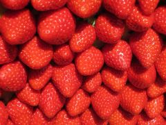 神奈川の果物 野菜狩りランキングtop10 じゃらんnet 神奈川の果物 野菜狩りランキングtop10 じゃらんnet