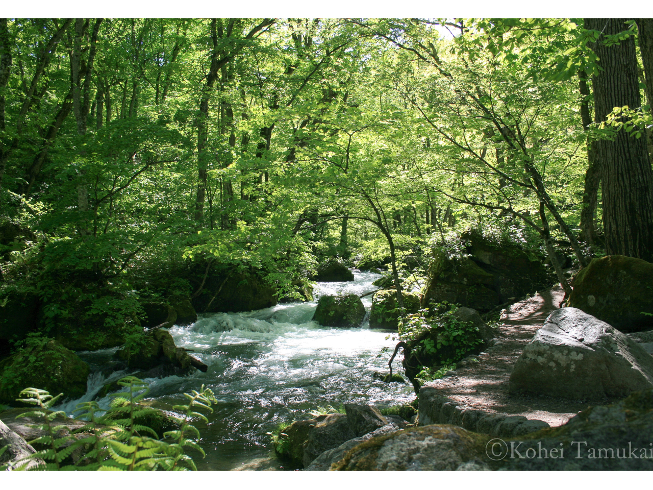 4月下旬～9月】 人気の＜奥入瀬渓流トレッキング＞体験 /ガイド