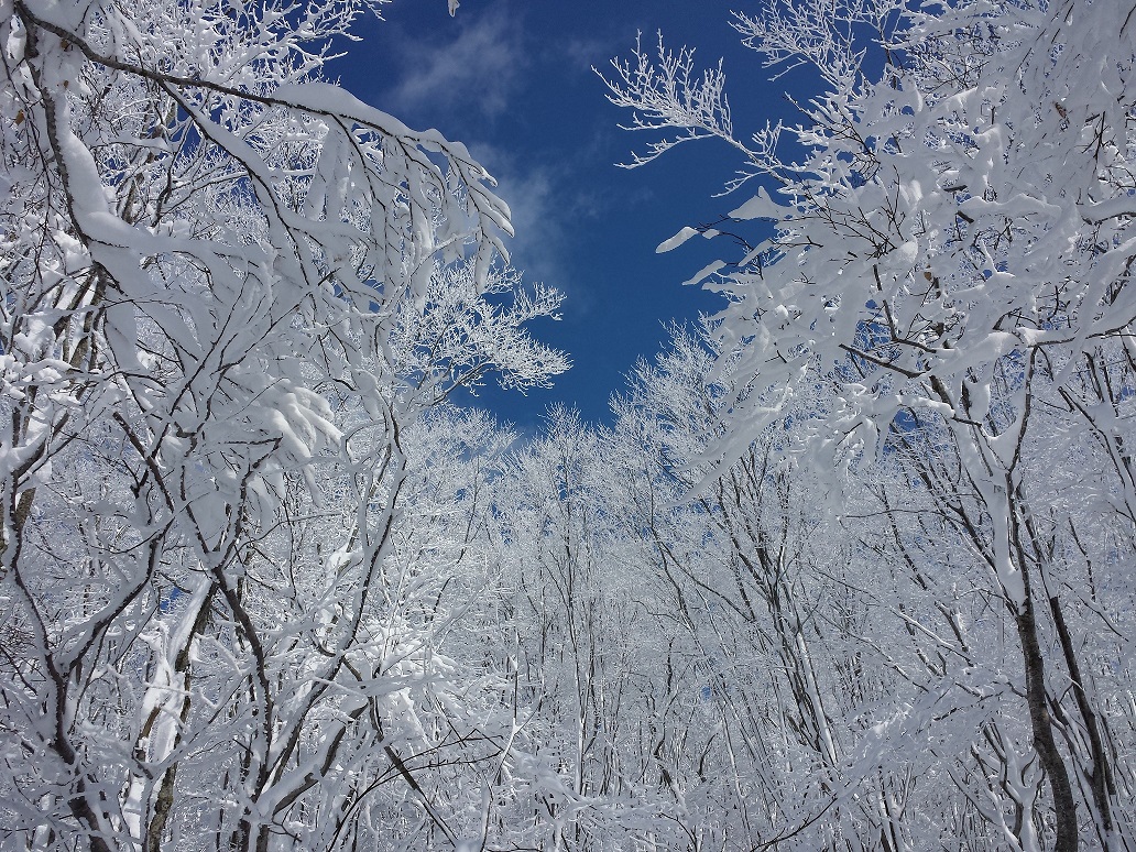 VCǂ΂ȌiFɏo邩HH