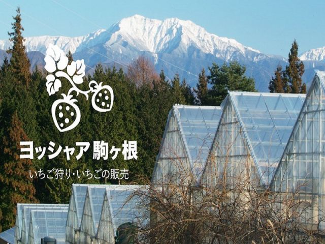 アルプスの天然水、気候条件、この恵まれた環境で育つ、甘くて美味しい「アルプスいちご」を召し上がれ♪