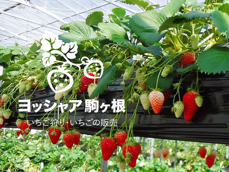 bVA̃AvX́A݂݂ēxꋉîł