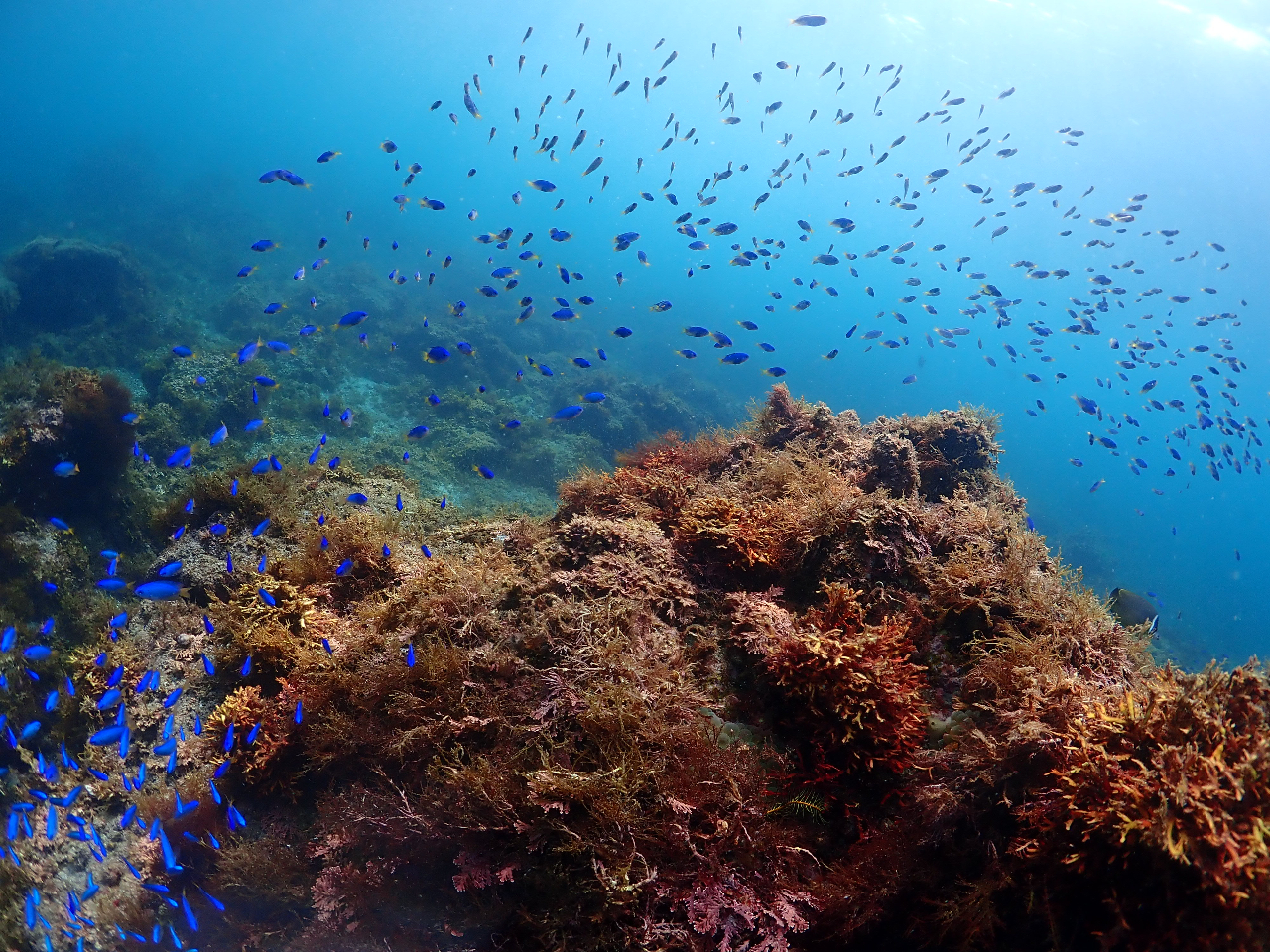 xXgV[Yɂ͐\XY_ČQꂪ܂B