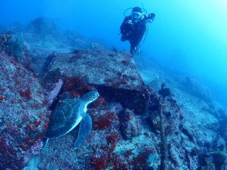 季節によって出会える生物も様々。とにかく魚影と魚種の豊富さは伊豆一です!