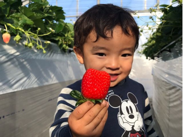 高設栽培なのでらくらくいちご狩り♪