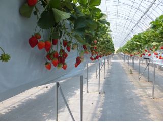 いちご狩りレーン風景