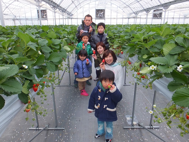 いちご狩りの様子