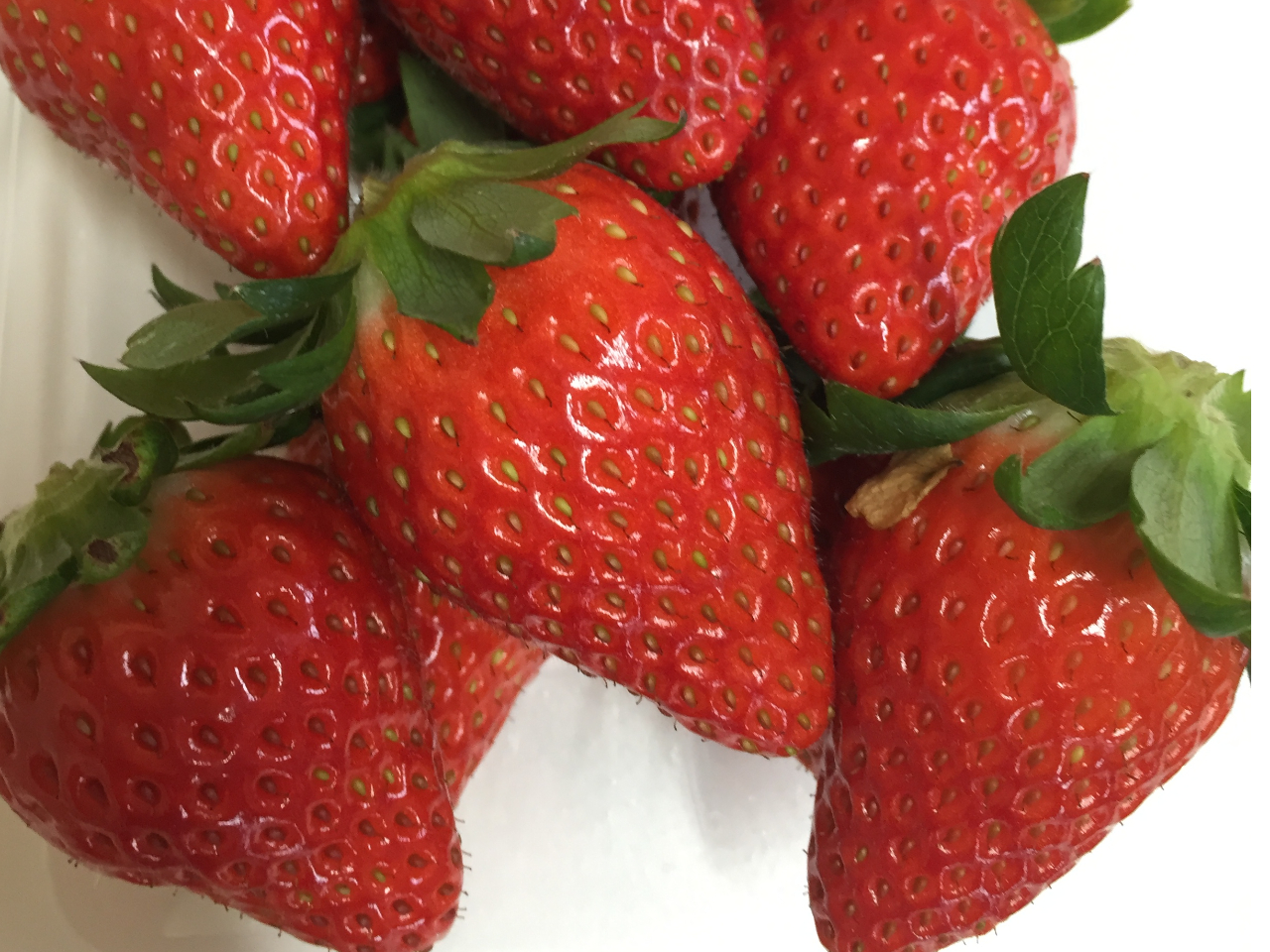 ハウス内の様子