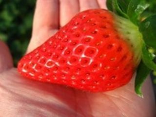 【2月1日〜5月10日】あまりん&かおりん加えた9品種のいちごを食べ比べ☆彡50分間の贅沢なスペシャルコース!※生育状況により9品種食べ比べ出来ない場合あり≪コロナ対策実施≫