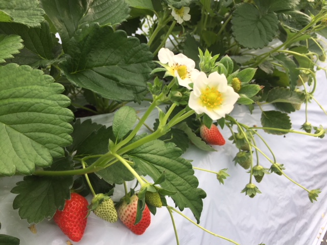 御花畑駅周辺の観光スポットランキングtop10 じゃらんnet