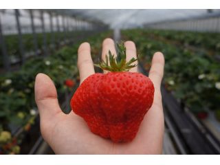 手のひらサイズのいちごも…!?