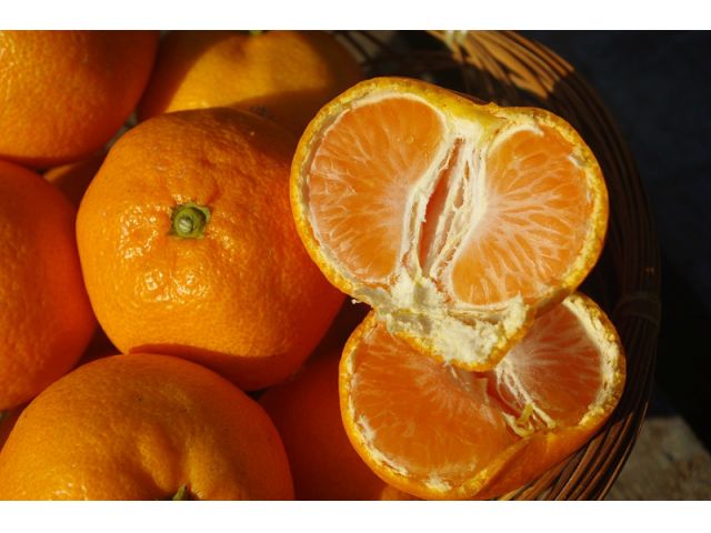 11月後半頃のオレンジ色に色付いたおみかんです。良く色付いた張りのあるしっかりとした外皮の物で、扁平(お餅のような)の形の物が甘くて美味しいですよ。