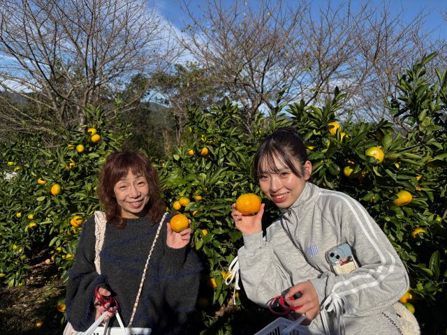 おいしいみかんが採れました!