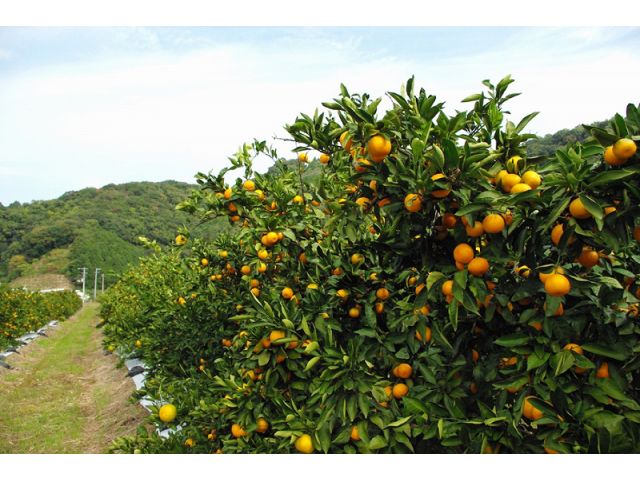 園地の風景です。地面は平で歩き易いです。