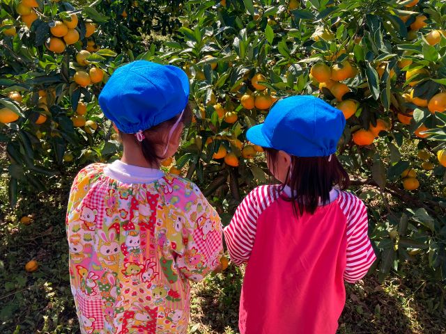 小さなお子様でも手軽に収穫体験できます