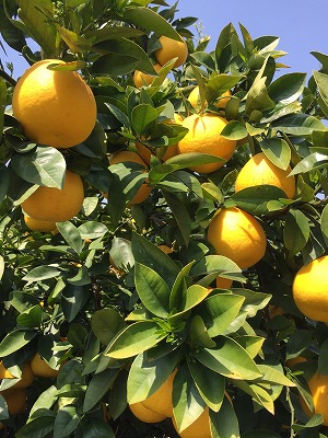 たわわに成った河内晩柑