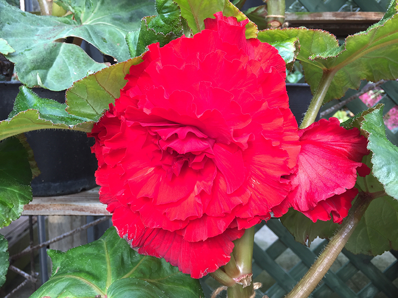 球根ベゴニア
直径20センチ