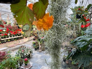 ハンギング球根ベゴニア