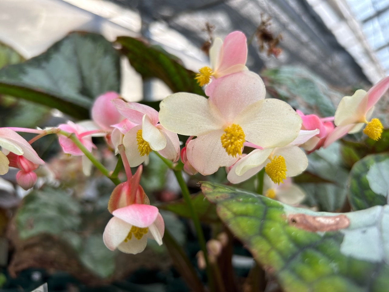 レックスベゴニア