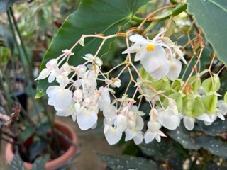 木立性ベゴニア ダイヤモンドリリー