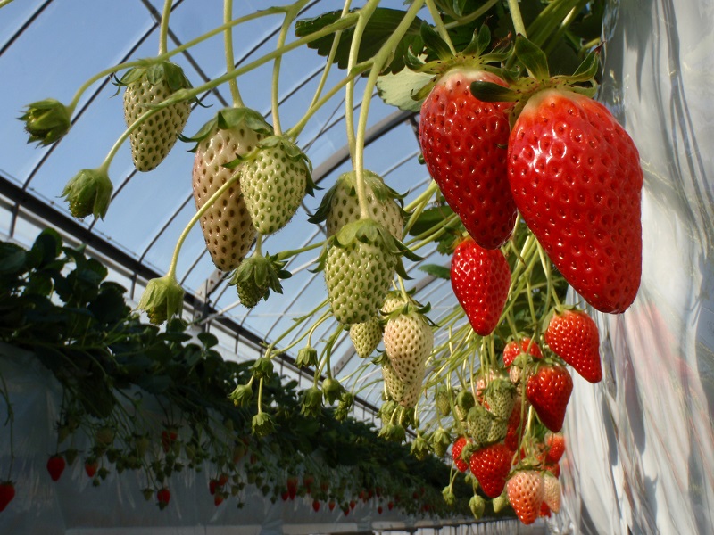 半田市・いちご狩り】もぎたて、パクリ。BerryGardensのいちご狩り