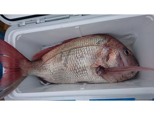 午前船 一つテンヤ 釣り船が初めてでも大丈夫 船長 ベテランの助手が上手にご案内 カップル ファミリー大歓迎 大春丸 じゃらん遊び体験 午前船 一つテンヤ 釣り船が初めてでも大丈夫 船長 ベテランの助手が上手にご案内 カップル ファミリー大歓迎 大春丸 じゃらん遊び体験