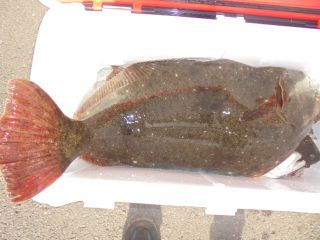 海釣り ヒラメ釣り 釣り船が初めてでも大丈夫 船長 ベテランの助手が上手にご案内 カップル ファミリー大歓迎 大春丸 じゃらん遊び体験