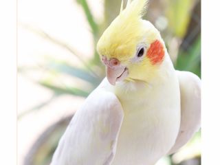 心斎橋 小鳥たちとふれあえる もふもふ体験 ことりドーナツセット ファミリー 女性 カップルにおすすめ ことりカフェ心斎橋 じゃらん遊び体験 心斎橋 小鳥たちとふれあえる もふもふ体験 ことりドーナツセット ファミリー 女性 カップルにおすすめ ことりカフェ心斎橋 じゃらん遊び体験