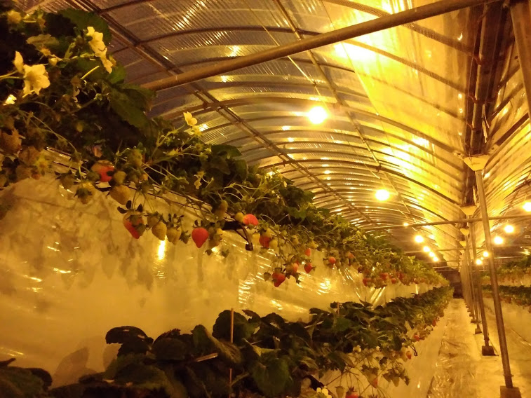 3月】☆ストロベリーナイト☆普段と一味違うロマンチックないちご狩り