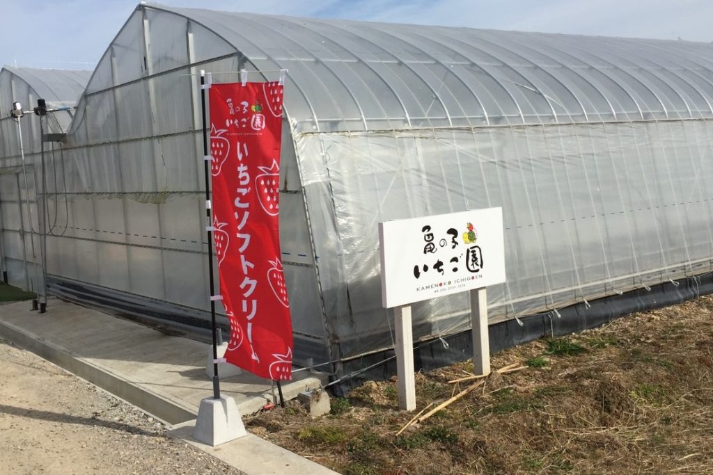 宮崎 日向 紅ほっぺ おおきみ さがほのか あきひめ 60分いちご狩り食べ放題 おっきくてあま いいちごがたくさん 亀の子いちご園 じゃらん遊び体験 宮崎 日向 紅ほっぺ おおきみ さがほのか あきひめ 60分いちご狩り食べ放題 おっきくてあま いいちごがたくさん 亀の子いちご園 じゃらん遊び体験