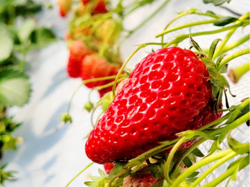 〈千葉・山武市〉いちご食べ放題40分~最大13品種のいちご食べ比べ~ 高設栽培の...