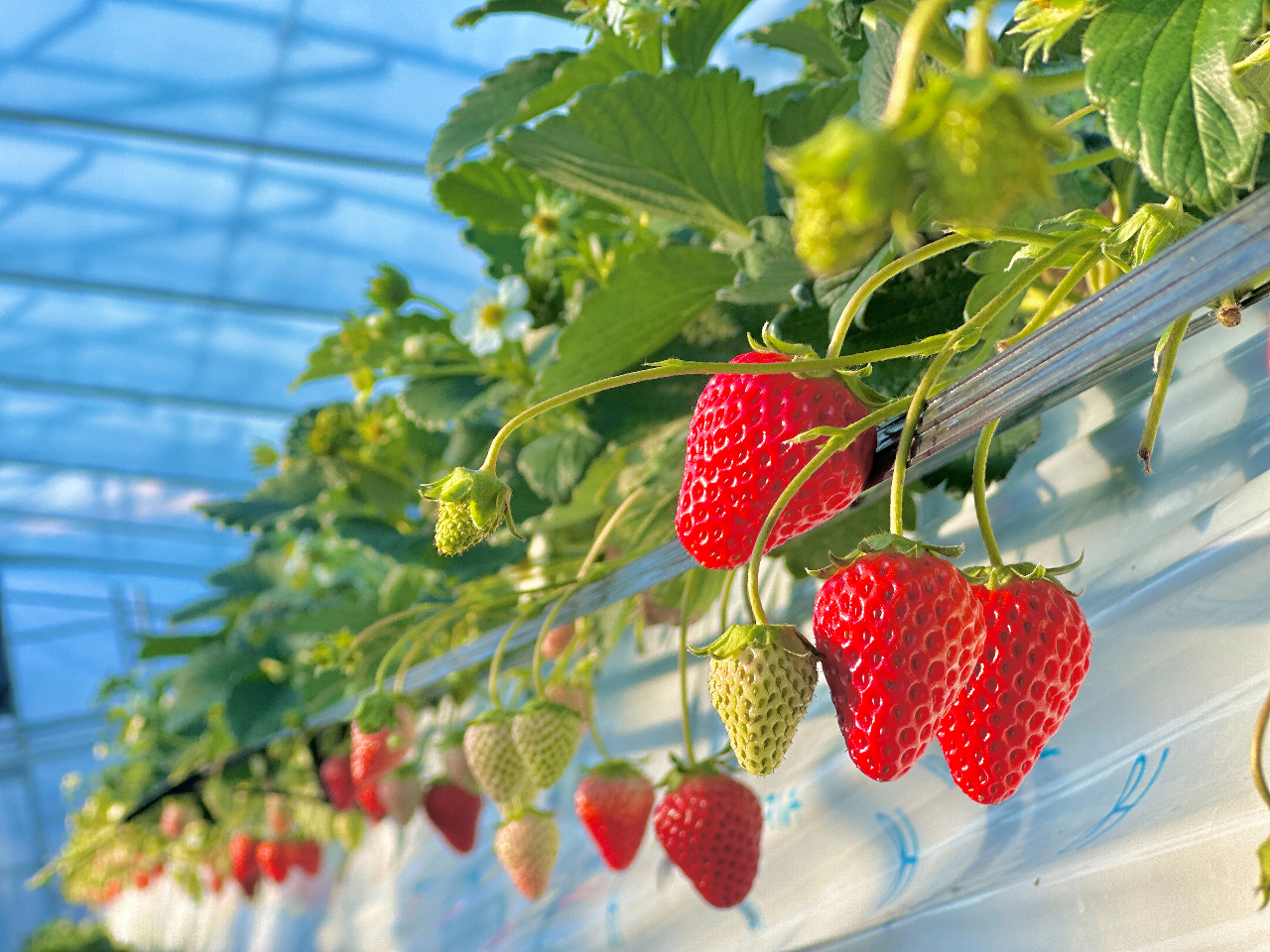 千葉・山武市★いちご食べ放題40分!~最大13品種のいちご食べ比べ~ 高設栽培の...