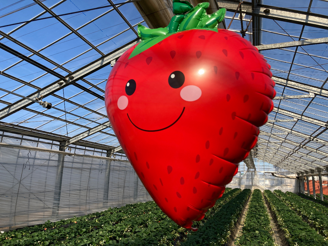 〜3/2【八千代でいちご狩り】昔ながらの土で育てた自然な味のいちご♪ 色んな種類...