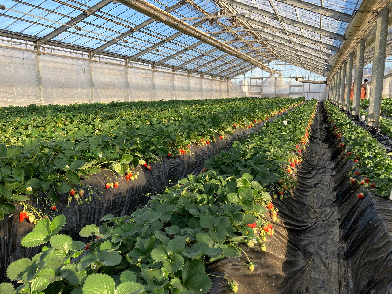 ̂Ȃ̓yk͔|œỷh{Ղ̂