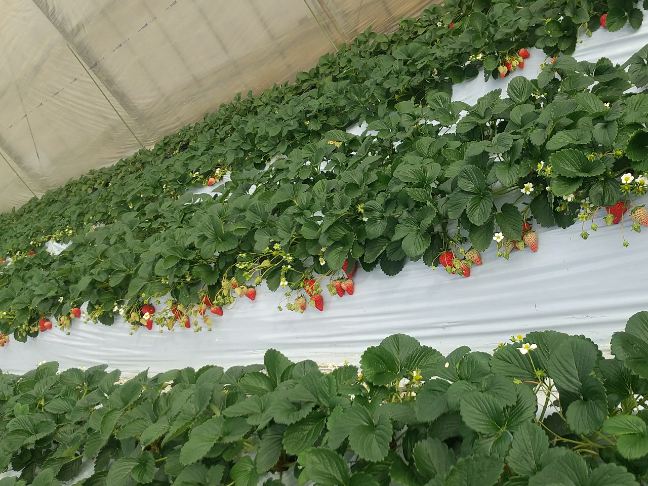 こだわりの土耕栽培です♪土からの栄養をたっぷり吸いこんだ苺は格別のおいしさですよ
