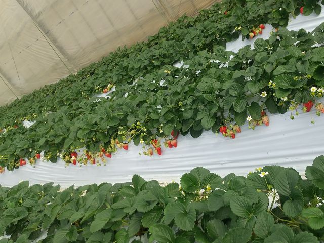 こだわりの土耕栽培です♪土からの栄養をたっぷり吸いこんだ苺は格別のおいしさですよ