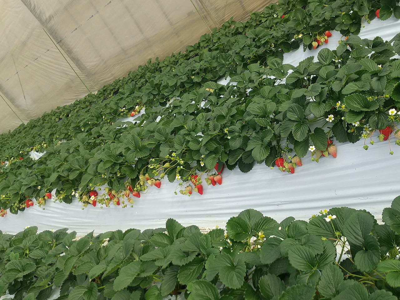 ̓yk͔|łỷh{Ղz䕂͊iʂ̂ł