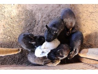 うさぎもいますよ〜!お子様に大人気です☆