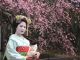 春は、桜が奇麗な京都で散策できます。