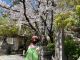 春は、桜が奇麗な京都を散策下さい。
