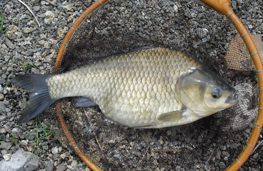 おさかなのサイズは様々! 大型もいますよ!