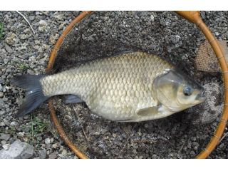 おさかなのサイズは様々! 大型もいますよ!