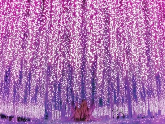 松戸発 あしかがフラワーパーク ふじのはな物語 大藤まつり22 幻想的な350本以上の藤の花ライトアップ観賞と人気の 佐野プレミアムアウトレット でお買い物日帰り 株式会社 アップオン じゃらん遊び体験