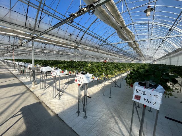 ハウス内は広くてきれいです♪