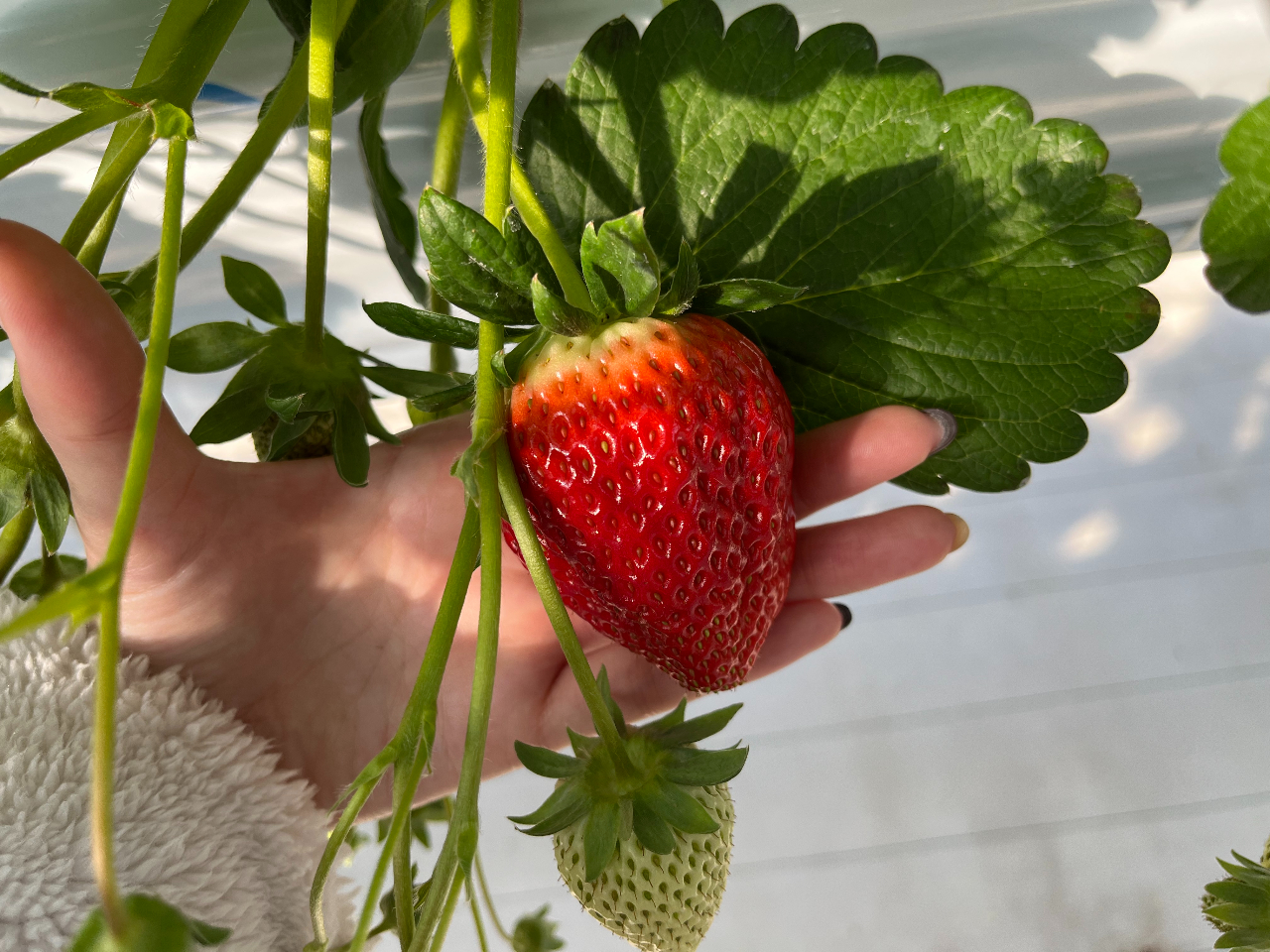 １月からのシーズン開始に向けてすくすく育っています♪（※2022年12月20日撮影）