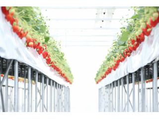 清潔感のある大規模ハウスです!