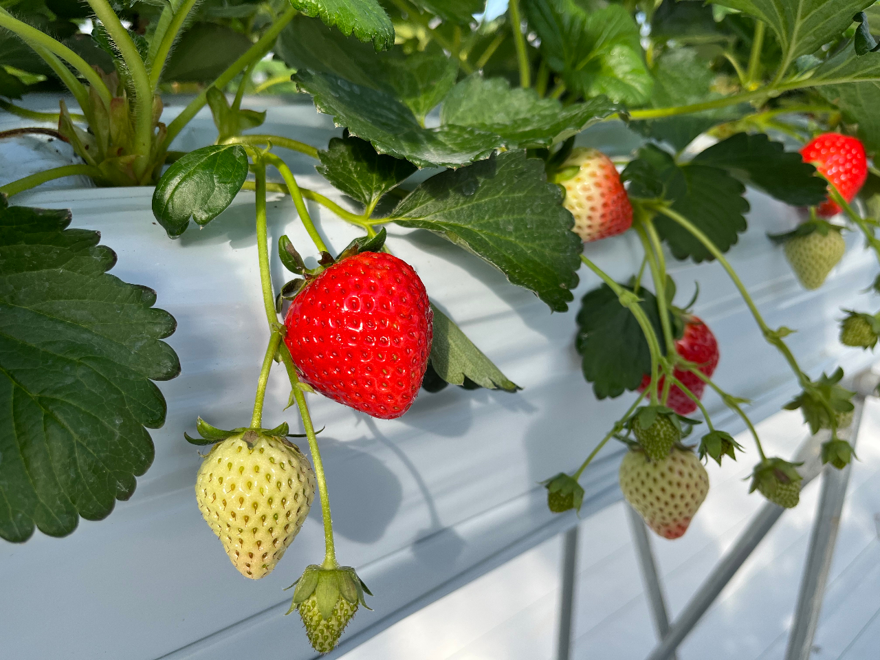 r̂łI炳ɐ^ԂɐFÂĂ܂i2022N1220Bej