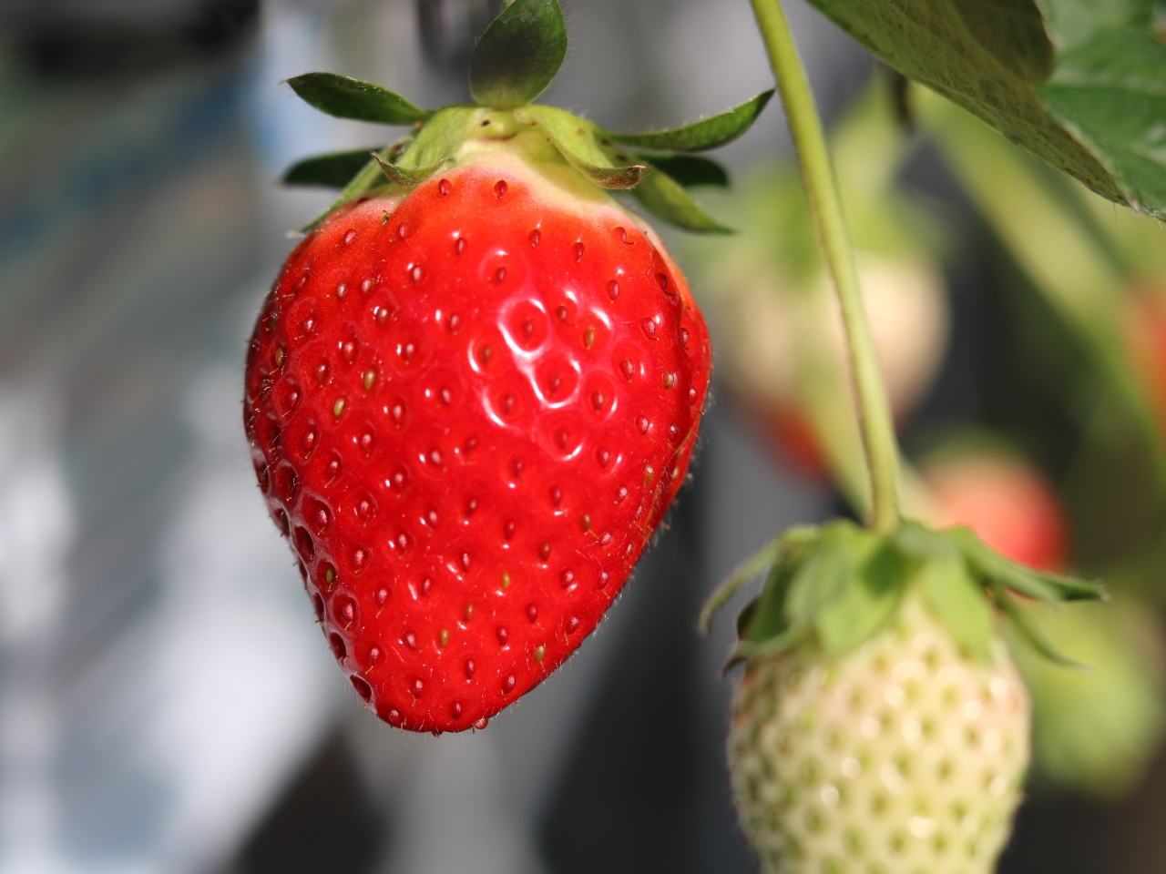 ĂĂ6î̓̃xXg3iē܂(^^