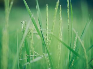 きのえね農園で育った若い稲穂