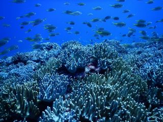 慶良間のポイントは何度潜っても飽きない楽しさ。