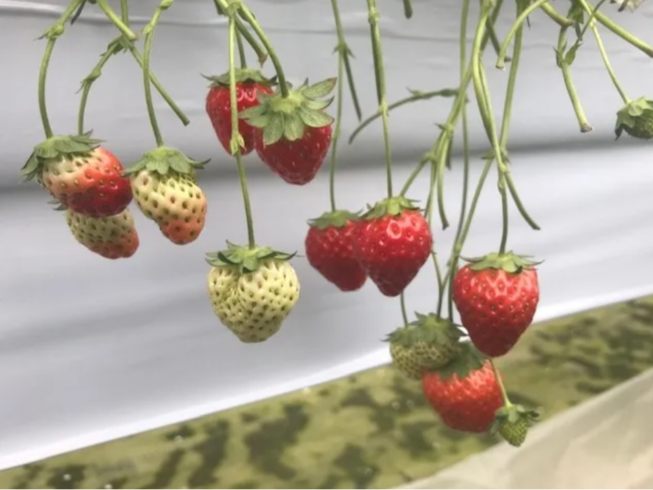 【青森・いちご狩り】フルーツ大国青森で大粒<紅ほっぺ&よつぼし>を30分食べ放題...